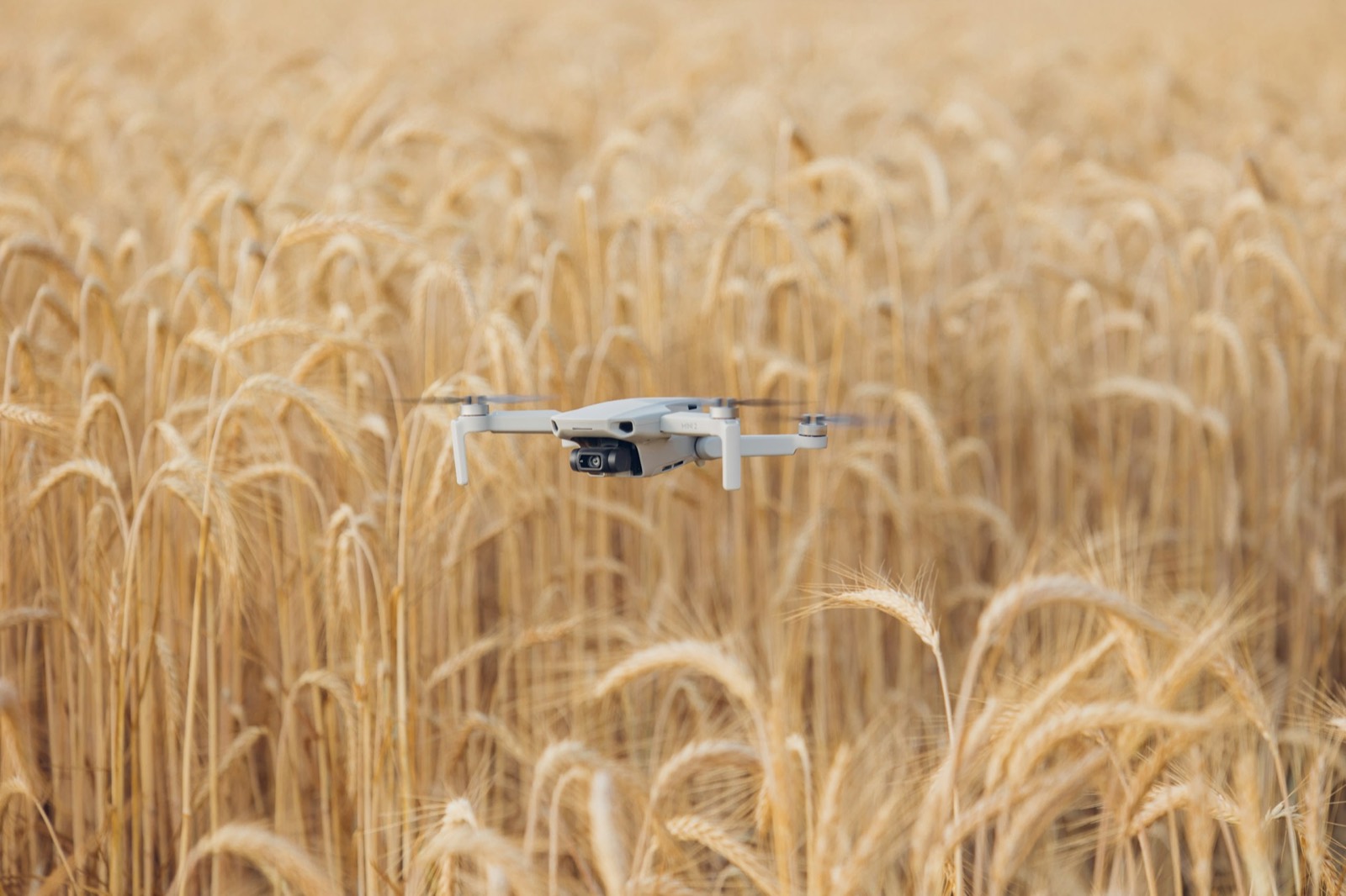 A drone flying low over a wheat crop