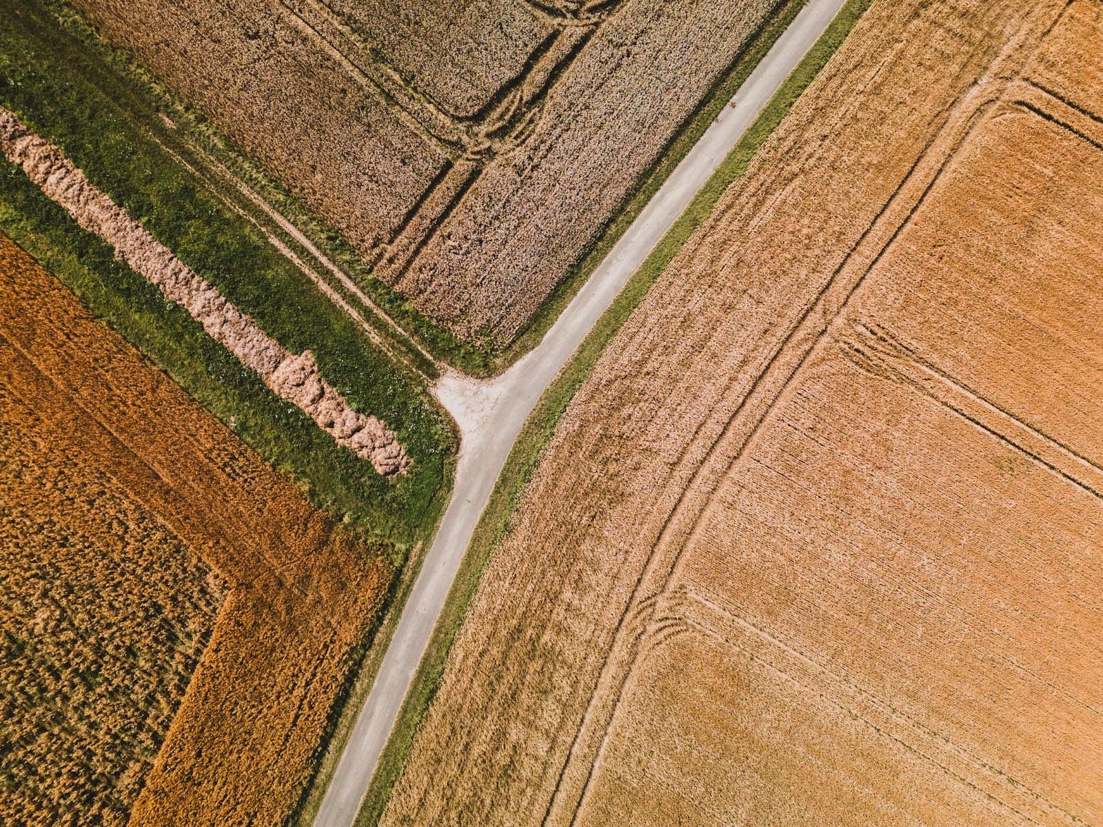Aerial view of a wheat field divided by a track