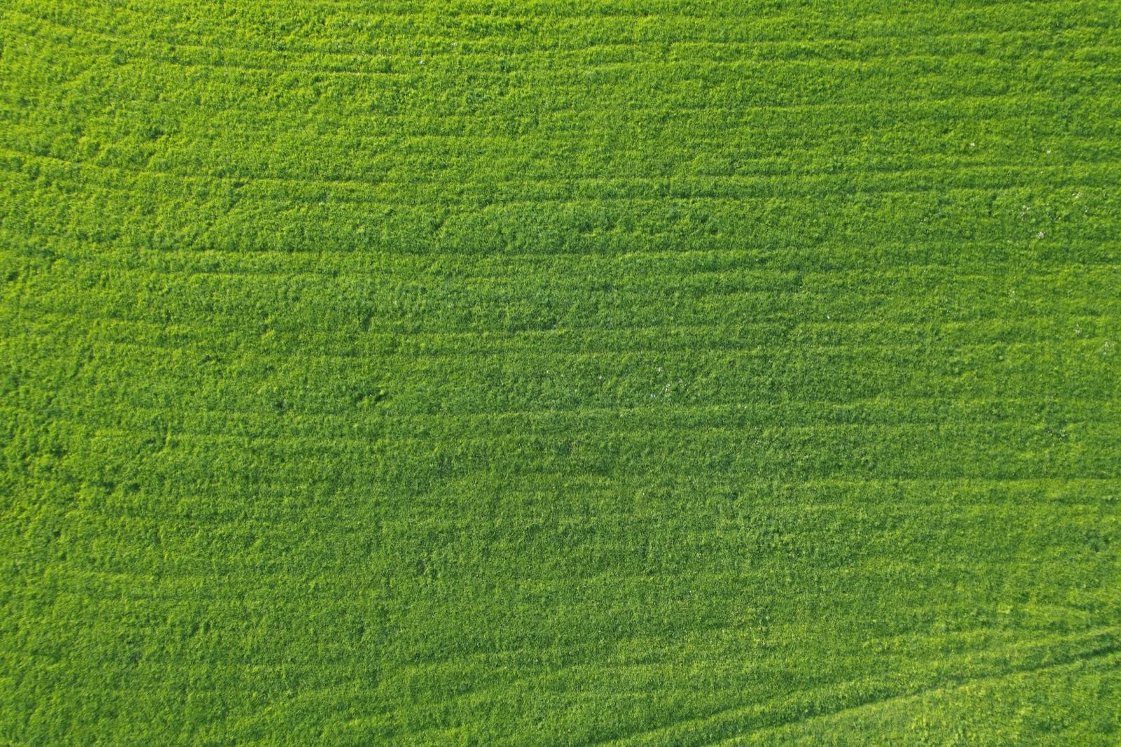 Aerial view of a cut grass field
