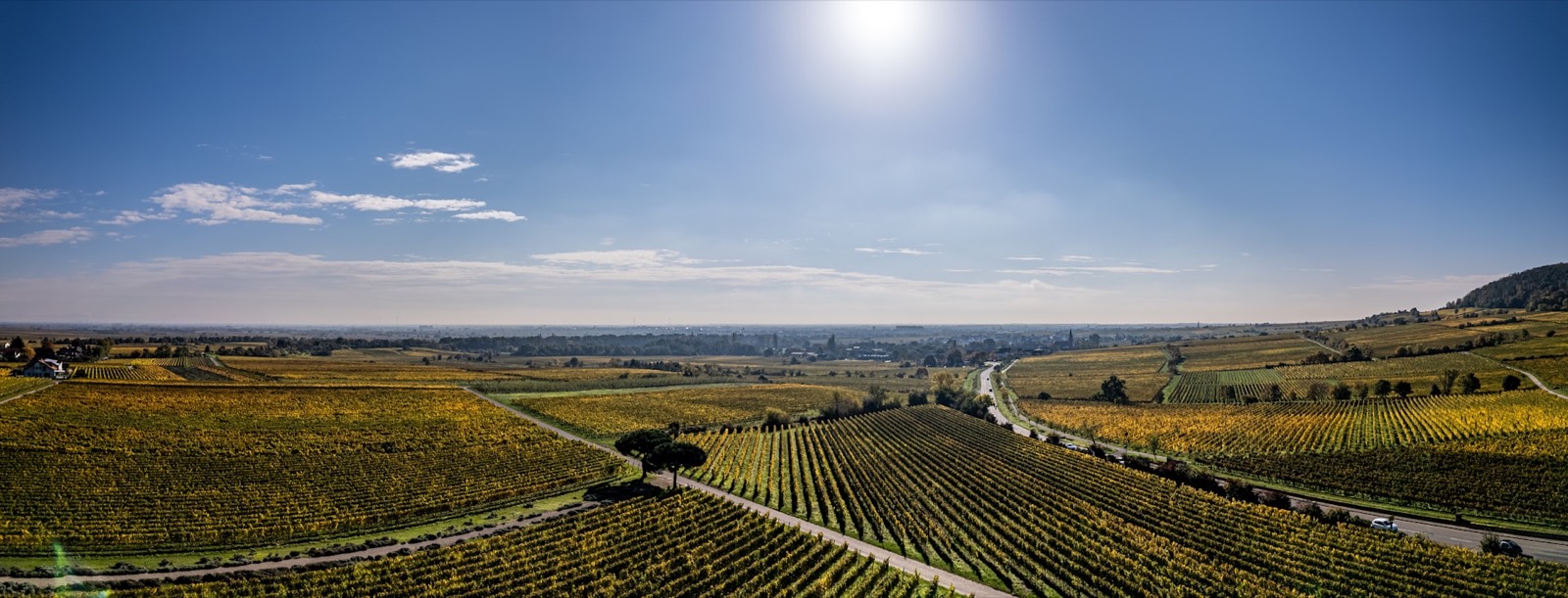 Aerial view of vineyard rows following a slope